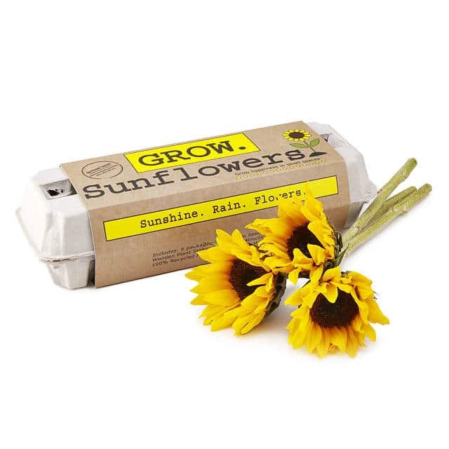 Grow Sunflowers Gift Set