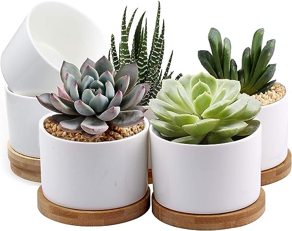 Houseplant or Succulent - house warming gift